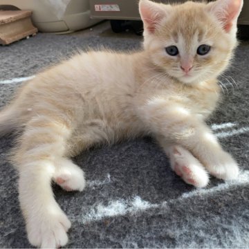 マンチカン(長足)【千葉県・男の子・2024年1月6日・レッドマッカレルタビー】の写真「大人気のレッドマッカレルタビー長足ちゃんです♡」