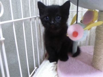 マンチカン【千葉県・男の子・2017年5月25日・ブラック】の写真「父ACCダブルチャンピオンの高血統　祖父は…」