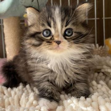 マンチカン【千葉県・男の子・2022年12月15日・ブラウンタビー&ホワイト（セミロングまたはロングヘア）】の写真「大人気のブラウン＆ホワイト♡父高血統」