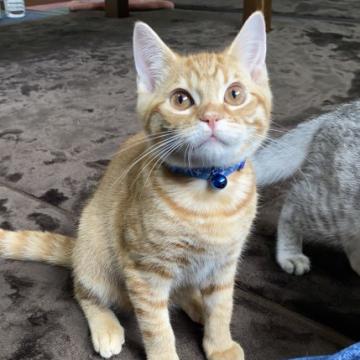 マンチカン(長足)【千葉県・男の子・2022年7月22日・レッドマッカレルタビー】の写真「大人気のレッド♡長足ちゃん♡綺麗な色柄♡」