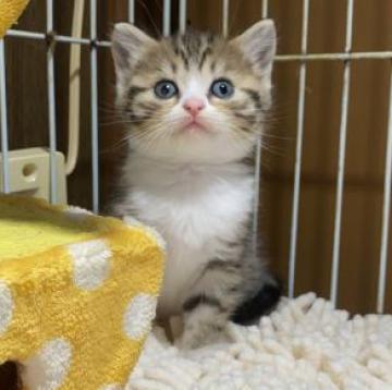 マンチカン(長足)【千葉県・女の子・2022年10月27日・ブラウンパッチドマッカレルタビー&ホワイト】の写真「大人気のブラウン＆ホワイト♡長足ちゃん♡綺麗な色柄」