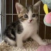 マンチカン(長足)【千葉県・男の子・2023年3月10日・ブラウンクラシックタビー&ホワイト】の写真1「4/29撮影」