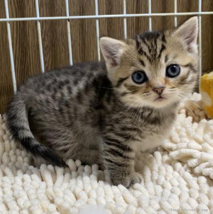 K.T 様のお迎えした子猫