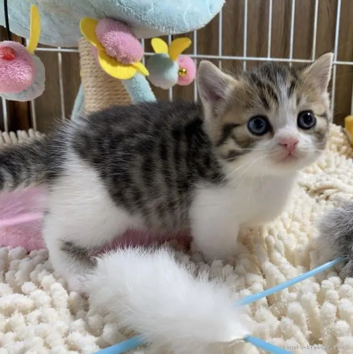 K.T 様のお迎えした子猫