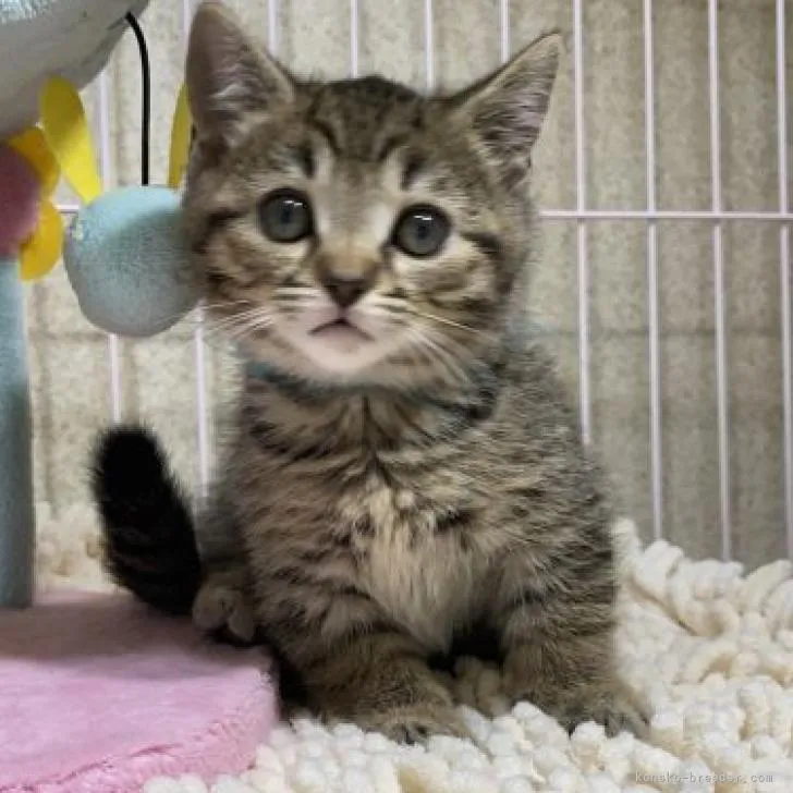 ID：2207-01054の子猫