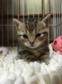 マンチカン【千葉県・男の子・2016年2月19日・ブラウンタビー】の写真2