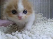 スコティッシュフォールド(折れ耳)【千葉県・女の子・2018年3月24日・レッドタビー&ホワイト】の写真3「5/1撮影」