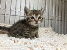 マンチカン(短足)【千葉県・男の子・2018年7月23日・ブラウンマッカレルタビー】の写真4「8/31撮影」