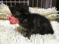 マンチカン【千葉県・女の子・2016年2月19日・ブラウンパッチドタビー】の写真4