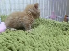 マンチカン【千葉県・男の子・2016年12月30日・レッドタビー】の写真5「2/2撮影」