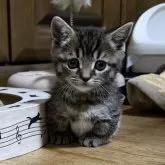 マンチカン(短足)【千葉県・男の子・2025年10月29日・ブラウンマッカレルタビー】の写真12