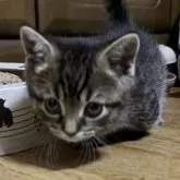 マンチカン(短足)【千葉県・男の子・2025年10月29日・ブラウンマッカレルタビー】の写真13