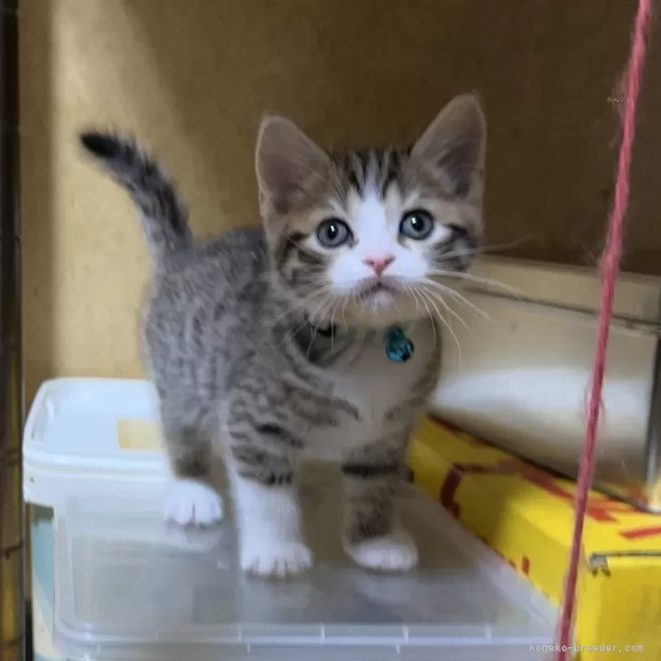 ID：2504-03502の子猫