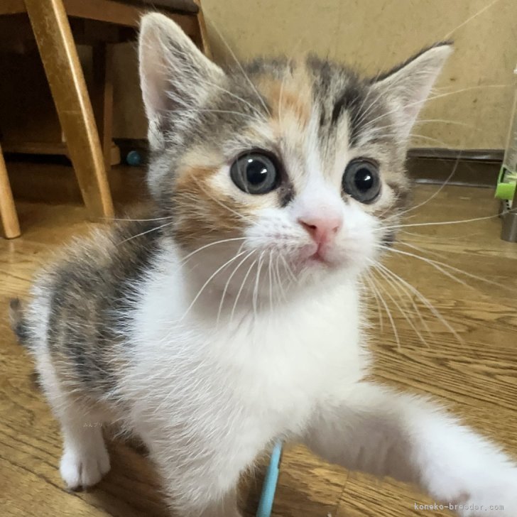 5匹の子ねこ 5ひきのこねこちゃん | スチュワート・コウリー,ケイト