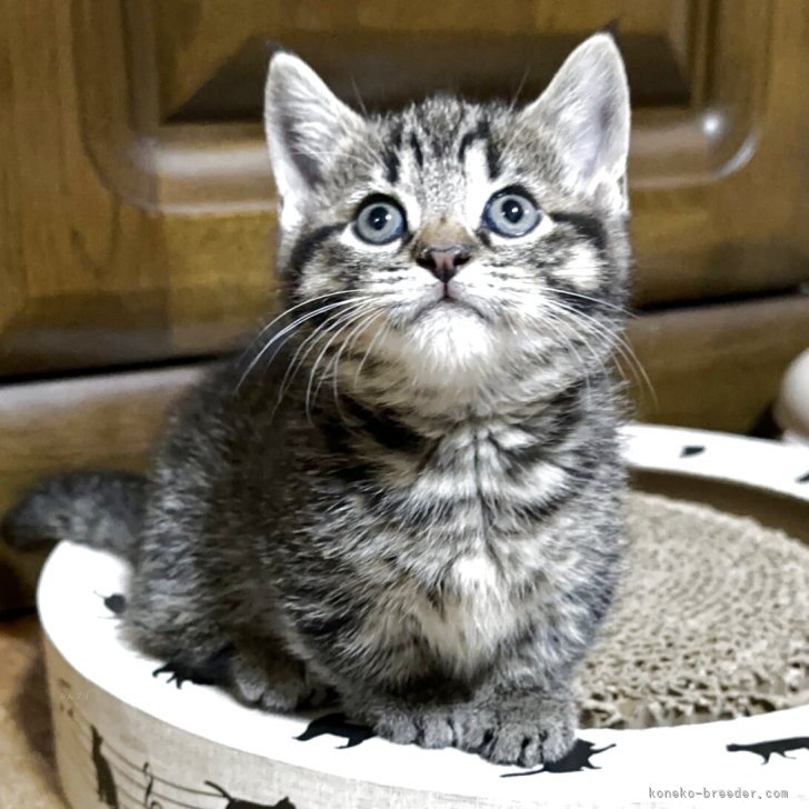 ブリーダー画像