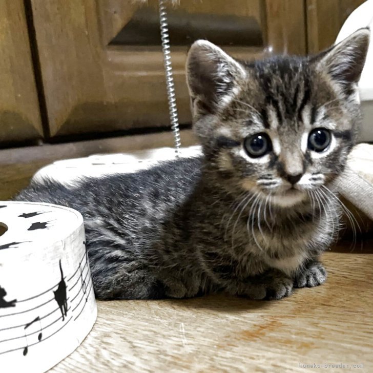 ブリーダー画像