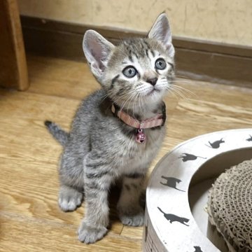 マンチカン(長足)【千葉県・女の子・2025年5月22日・ブラウンマッカレルタビー】の写真「決算セールです！」