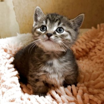 マンチカン(短足)【千葉県・男の子・2025年9月10日・ブラウンマッカレルタビー】の写真「超短足ちゃんの女の子です💕」