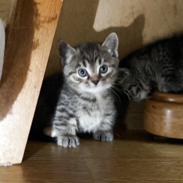 マンチカン(短足)【千葉県・男の子・2025年9月10日・ブラウンパッチドマッカレルタビー】の写真「超短足ちゃんの女の子です💕」