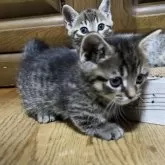 マンチカン(短足)【千葉県・男の子・2025年10月29日・ブラウンマッカレルタビー】の写真2