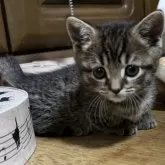 マンチカン(短足)【千葉県・男の子・2025年10月29日・ブラウンマッカレルタビー】の写真4