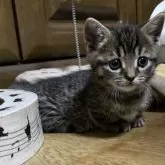 マンチカン(短足)【千葉県・男の子・2025年10月29日・ブラウンマッカレルタビー】の写真5