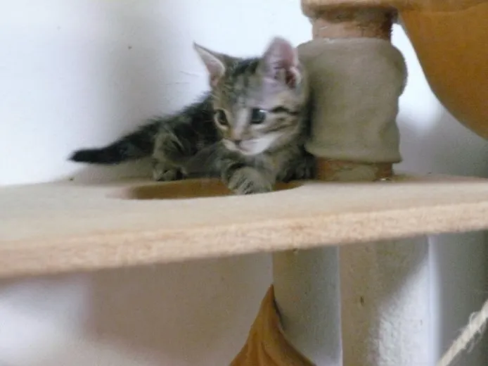 ID:1409-00042の子猫