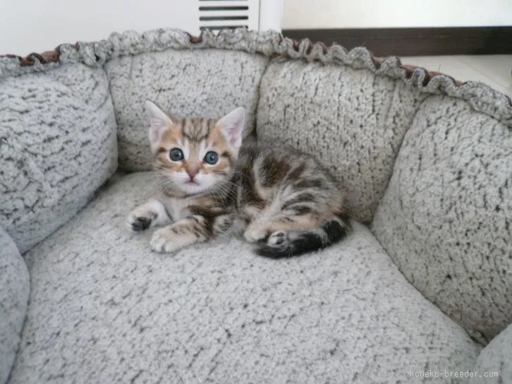 ID：1511-00284の子猫