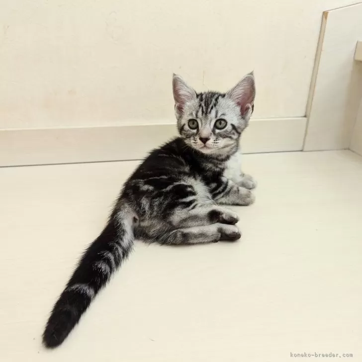 ID:2409-01513の子猫