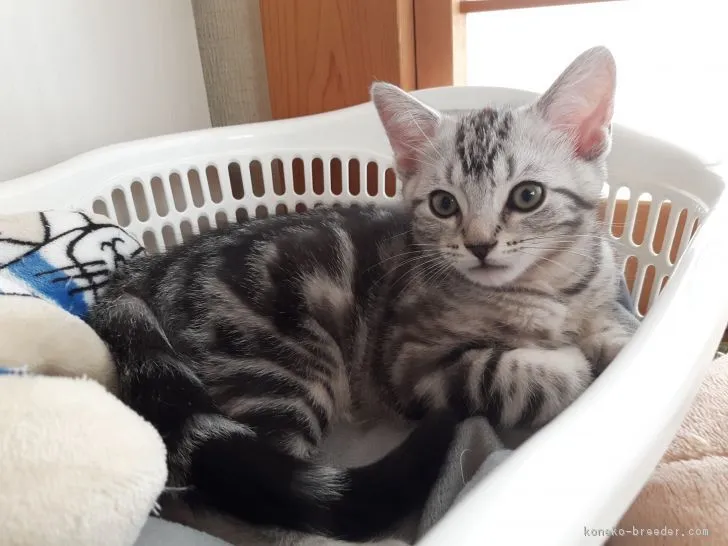 ID：1804-00917の子猫