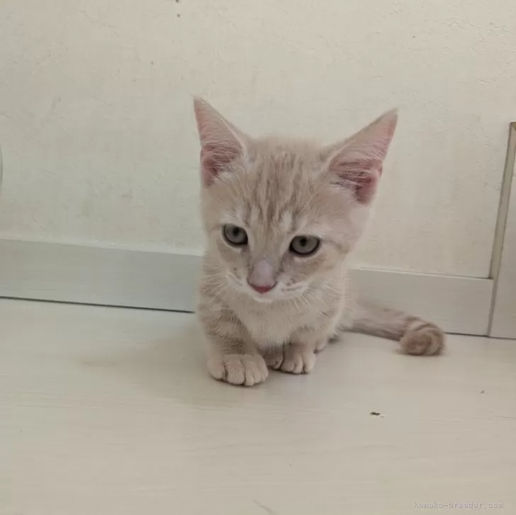 ID：2409-02714の子猫