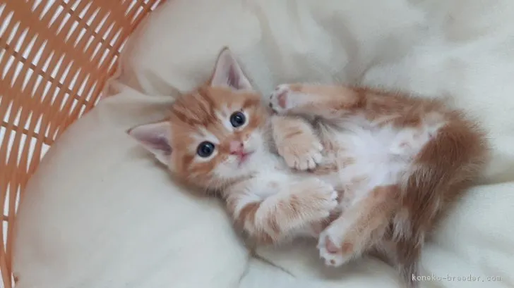 ID:1705-00078の子猫