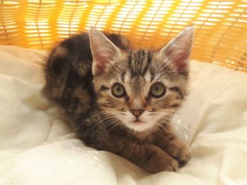 マンチカン(長足)【福島県・男の子・2019年1月5日・ブラウンタビー（短毛）】の写真「可愛い足長の男の子です。」