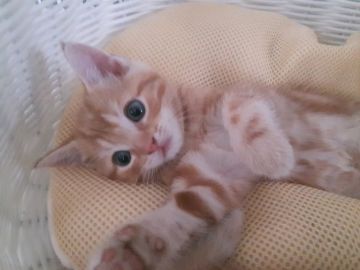 マンチカン(長足)【福島県・男の子・2018年8月1日・レッドタビー（短毛）】の写真「足長君!(^^)!」