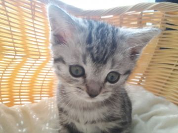 マンチカン(長足)【福島県・女の子・2019年1月5日・シルバータビー（短毛）】の写真「可愛い足長の女の子です。」
