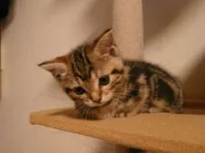 マンチカン【福島県・女の子・2015年3月6日・ブラウンタビー】の写真1「生後４８日です(#^.^#)」