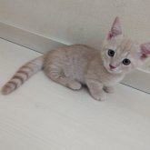 マンチカン