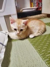 マンチカン(短足)【福島県・女の子・2020年9月28日・カメオタビー】の写真1「11/22撮影」