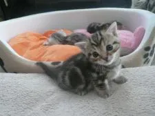 マンチカン【福島県・女の子・2015年3月6日・ブラウンタビー】の写真3「生後２４日です(#^.^#)」