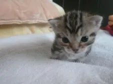 マンチカン【福島県・女の子・2015年3月6日・ブラウンタビー】の写真4「生後１７日です。」