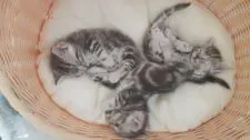 マンチカン【福島県・男の子・2016年8月27日・】の写真5