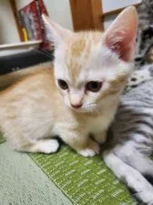 マンチカン(短足)【福島県・女の子・2020年9月28日・カメオタビー】の写真5「11/22撮影」