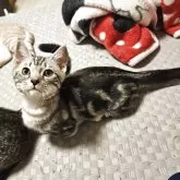 マンチカン(短足)【福島県・男の子・2025年5月24日・シルバータビー】の写真3「9/7撮影」