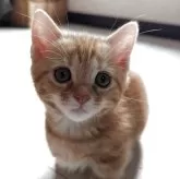 マンチカン(短足)【福島県・女の子・2025年5月24日・レッドタビー】の写真4