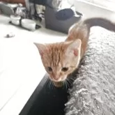 マンチカン(短足)【福島県・女の子・2025年5月24日・レッドタビー】の写真6