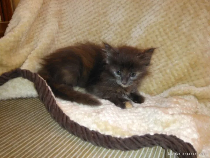 ID：1811-01381の子猫