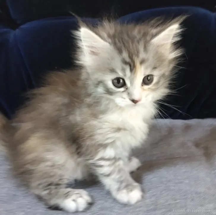 ID:2305-02741の子猫