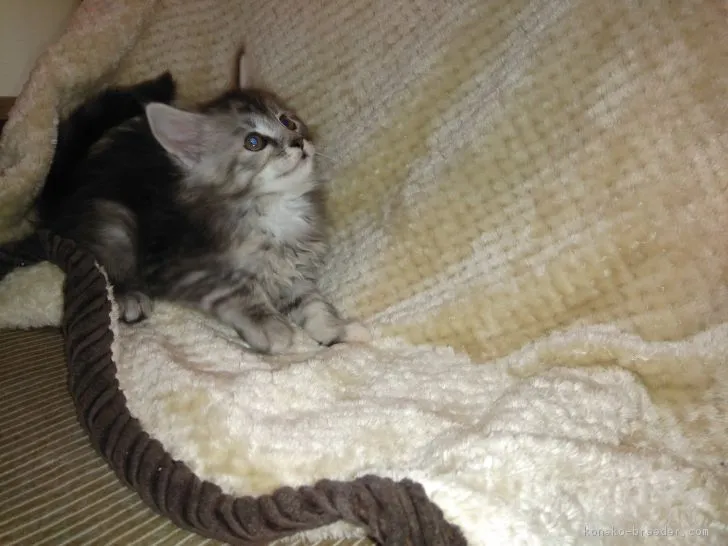 ID：1811-00136の子猫
