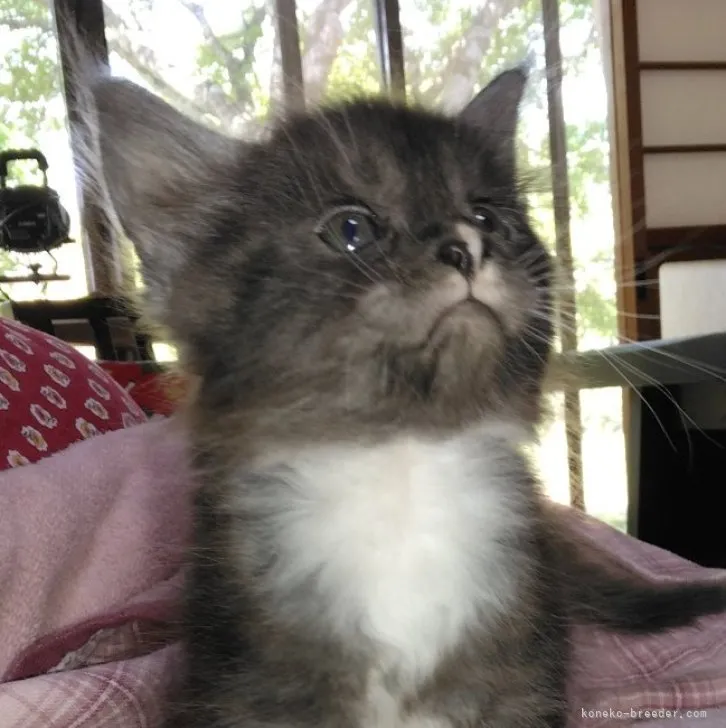 ID:2304-02520の子猫
