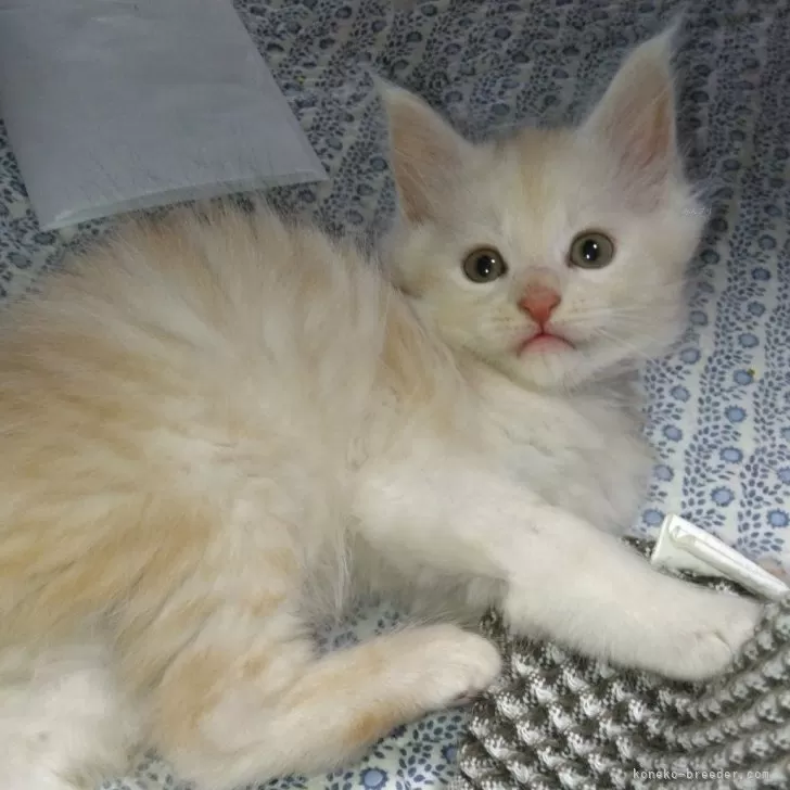 ID：2406-00351の子猫